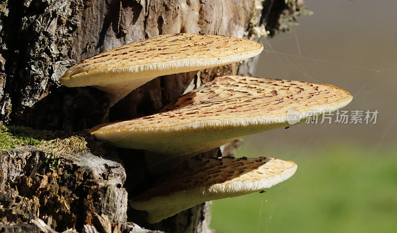 木耳(鳞Polyporus squamosus)